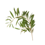 Home zaatar house element 03